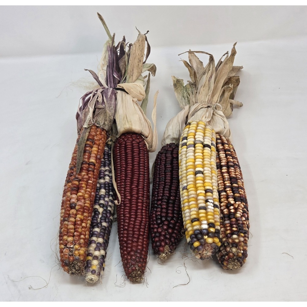 Dried Indian Corn Bundles 1- Lot of 2 Multicolor Fall Harvest Decor 6 Ears